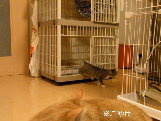 f:id:akiyochan15:20120402200643j:image f:id:akiyochan15:20120402200643j:image