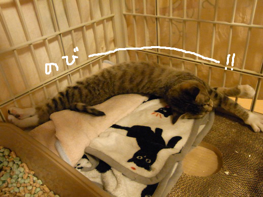 f:id:akiyochan15:20120403154903j:image f:id:akiyochan15:20120403154903j:image