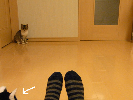f:id:akiyochan15:20120403160200j:image f:id:akiyochan15:20120403160200j:image
