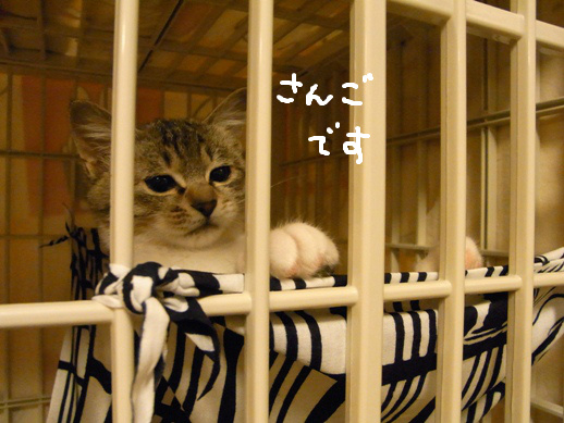 f:id:akiyochan15:20120403161941j:image f:id:akiyochan15:20120403161941j:image