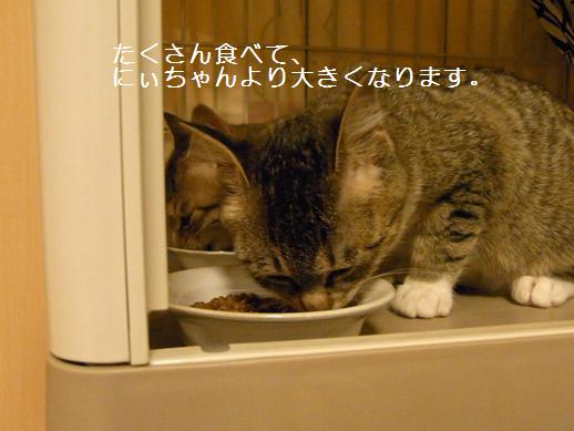 f:id:akiyochan15:20120403164535j:image f:id:akiyochan15:20120403164535j:image