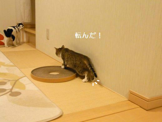 f:id:akiyochan15:20120403165354j:image f:id:akiyochan15:20120403165354j:image