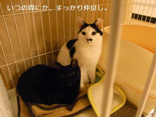 f:id:akiyochan15:20120403165832j:image f:id:akiyochan15:20120403165832j:image