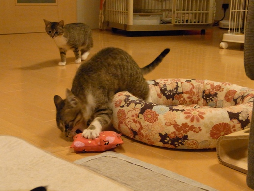 f:id:akiyochan15:20120411211709j:image