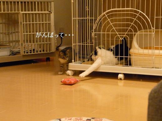 f:id:akiyochan15:20120411212027j:image