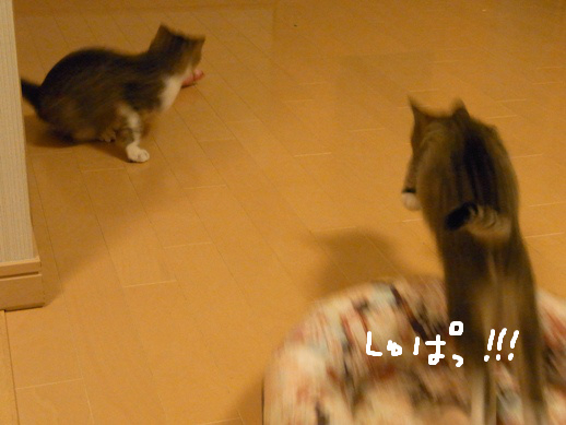 f:id:akiyochan15:20120411212613j:image