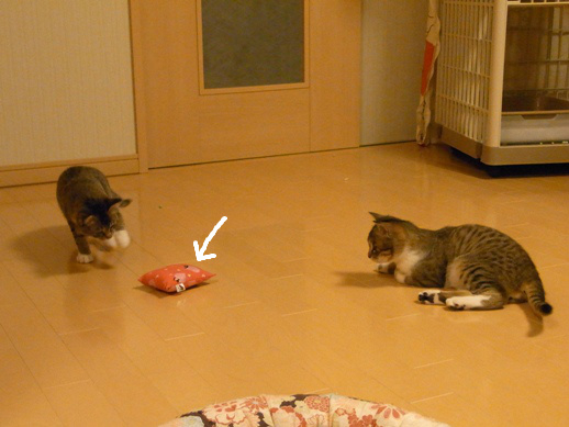 f:id:akiyochan15:20120411212713j:image