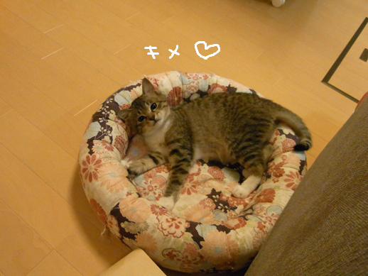 f:id:akiyochan15:20120416231403j:image