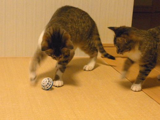 f:id:akiyochan15:20120416232056j:image