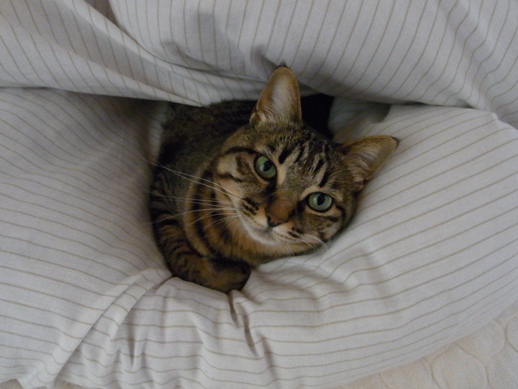 f:id:akiyochan15:20120424074607j:image