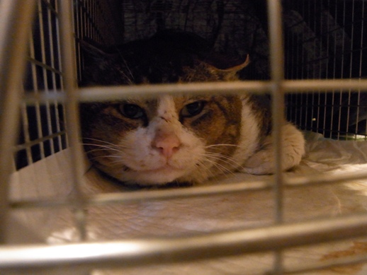 f:id:akiyochan15:20120427185051j:image