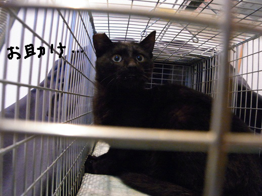 f:id:akiyochan15:20120430003721j:image