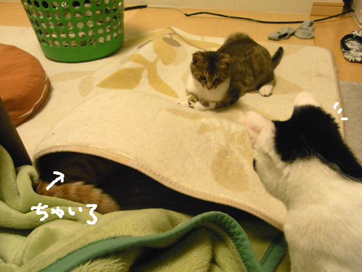 f:id:akiyochan15:20120504005727j:image