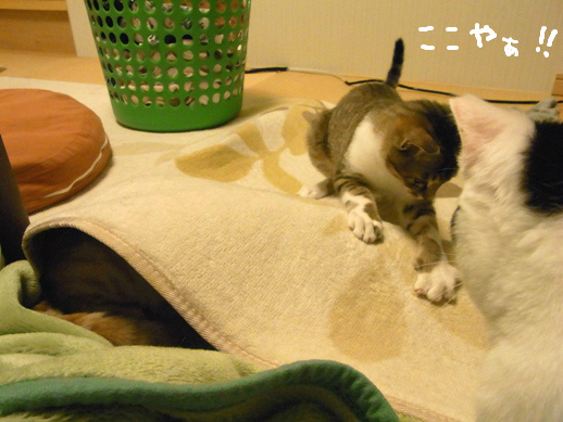 f:id:akiyochan15:20120504010345j:image