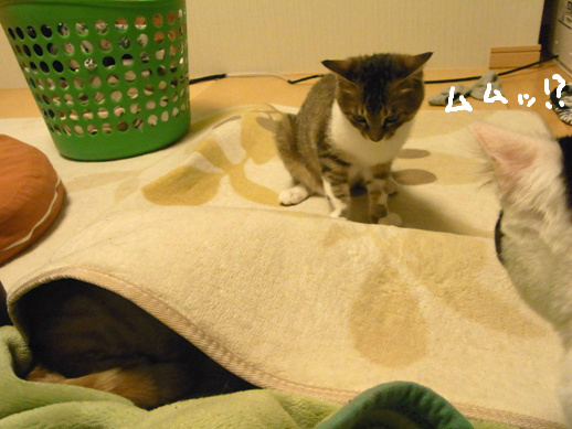 f:id:akiyochan15:20120504010552j:image