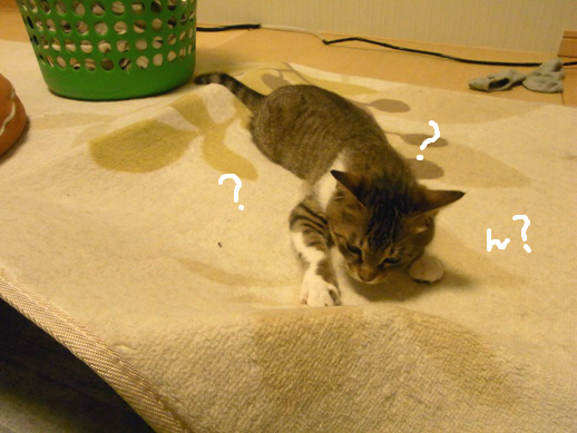 f:id:akiyochan15:20120504010741j:image