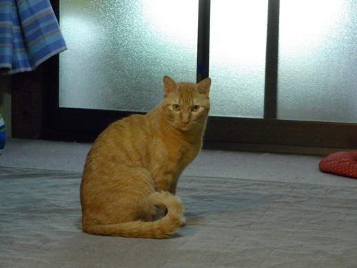 f:id:akiyochan15:20120508182218j:image