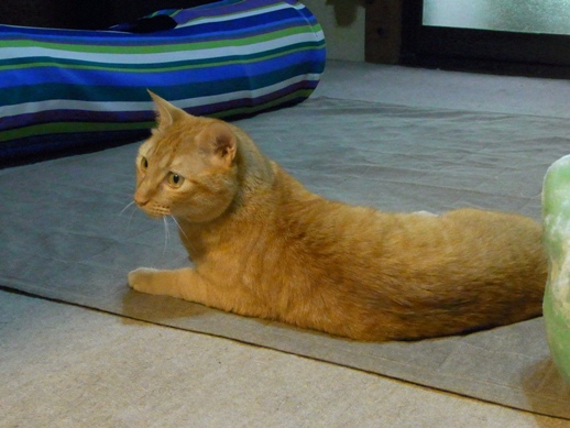 f:id:akiyochan15:20120508182455j:image