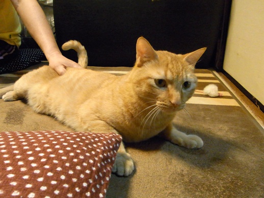 f:id:akiyochan15:20120508184426j:image