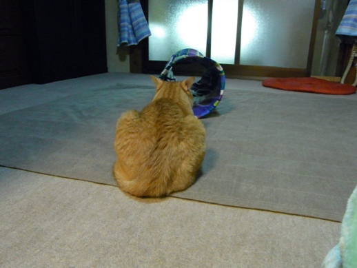 f:id:akiyochan15:20120508184850j:image