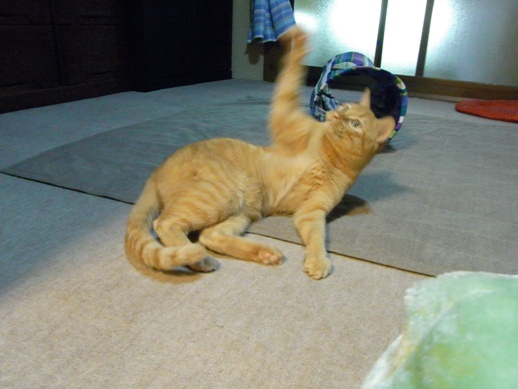 f:id:akiyochan15:20120508184942j:image