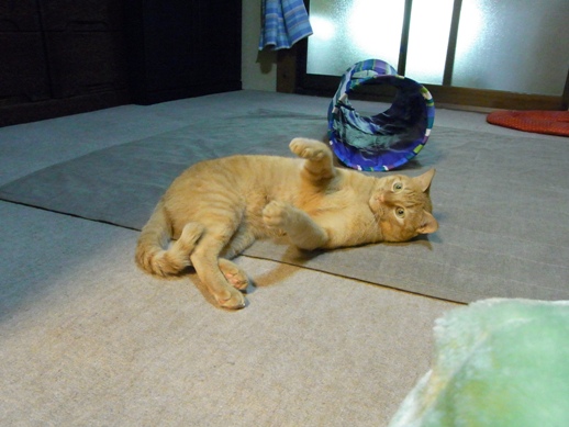 f:id:akiyochan15:20120508184944j:image