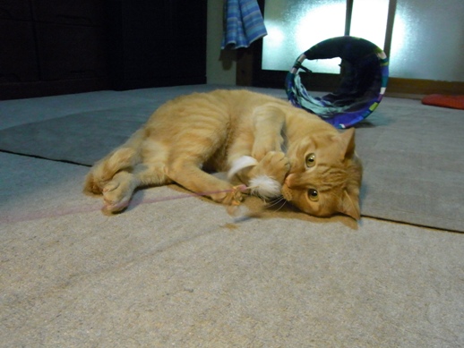 f:id:akiyochan15:20120508185005j:image