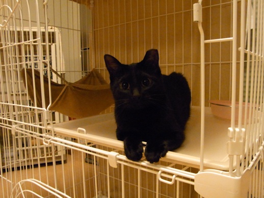 f:id:akiyochan15:20120509013002j:image