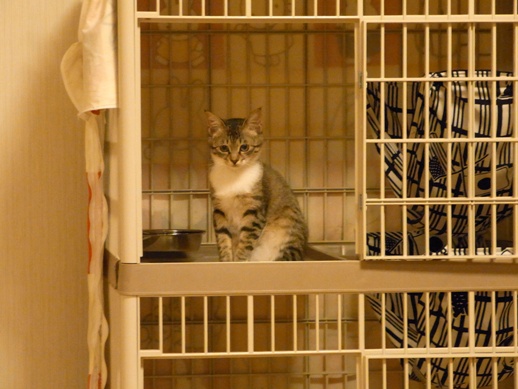 f:id:akiyochan15:20120509014355j:image