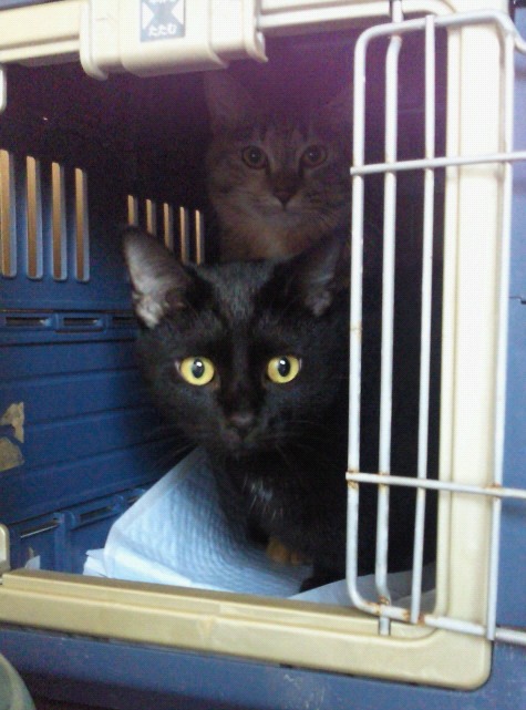 f:id:akiyochan15:20120513165208j:image:w360 f:id:akiyochan15:20120513165208j:image:w360