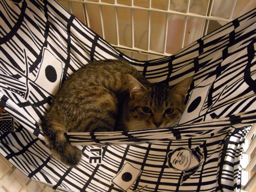 f:id:akiyochan15:20120515124955j:image