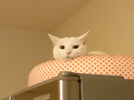 f:id:akiyochan15:20120515225101j:image