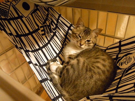 f:id:akiyochan15:20120516022657j:image