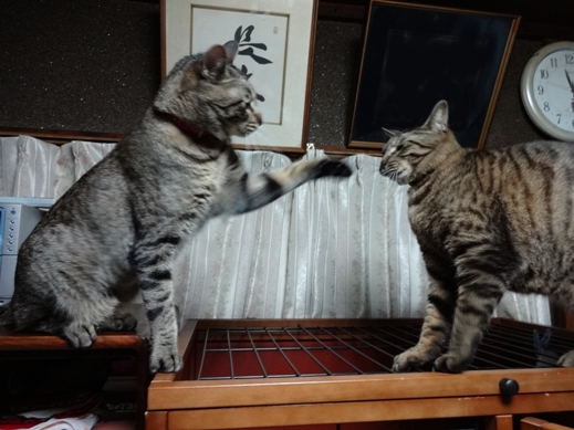 f:id:akiyochan15:20120526232817j:image f:id:akiyochan15:20120526232817j:image