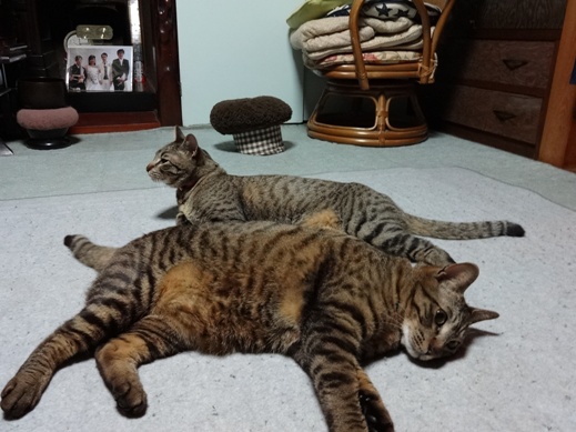 f:id:akiyochan15:20120526233111j:image f:id:akiyochan15:20120526233111j:image