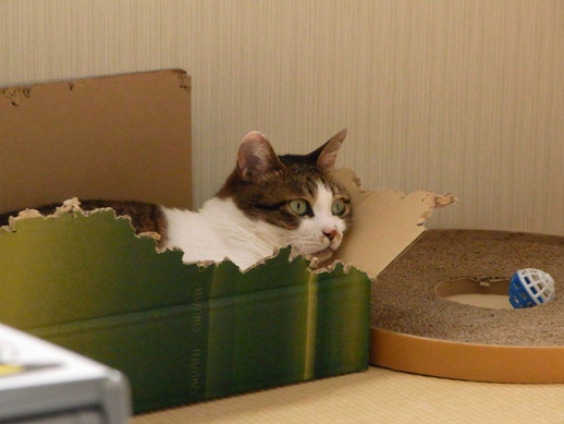 f:id:akiyochan15:20120607153313j:image