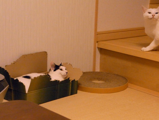 f:id:akiyochan15:20120608192107j:image f:id:akiyochan15:20120608192107j:image