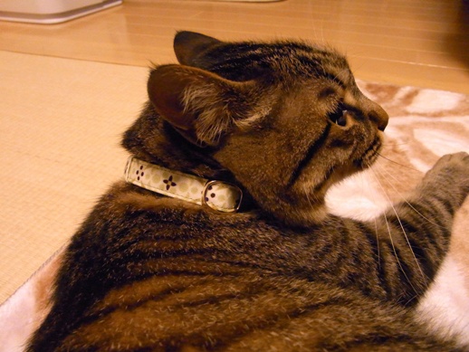 f:id:akiyochan15:20120608213148j:image f:id:akiyochan15:20120608213148j:image