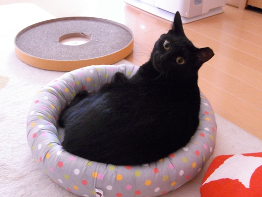 f:id:akiyochan15:20120618164222j:image f:id:akiyochan15:20120618164222j:image