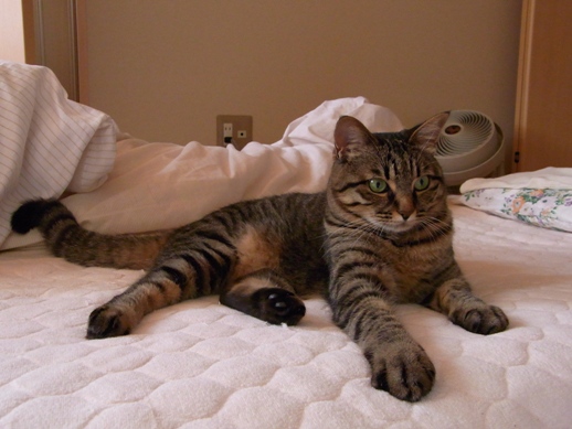 f:id:akiyochan15:20120629092301j:image f:id:akiyochan15:20120629092301j:image