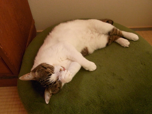 f:id:akiyochan15:20120629093603j:image f:id:akiyochan15:20120629093603j:image