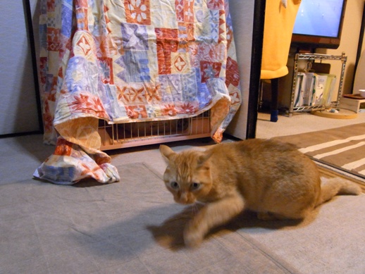 f:id:akiyochan15:20120711182711j:image