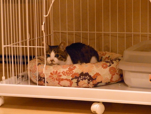 f:id:akiyochan15:20120712002636j:image