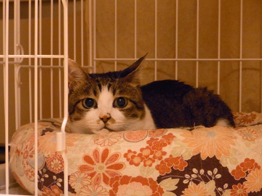 f:id:akiyochan15:20120712002651j:image