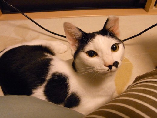 f:id:akiyochan15:20120712020323j:image