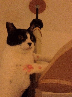 f:id:akiyochan15:20120729214559j:image