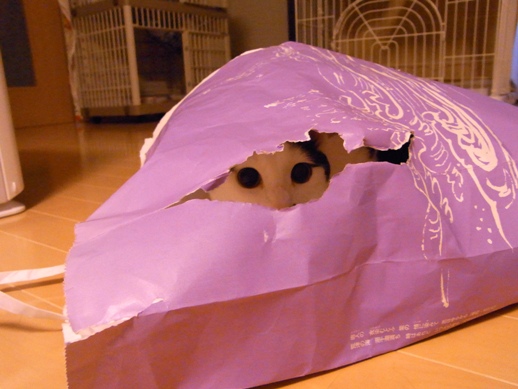 f:id:akiyochan15:20120802194237j:image