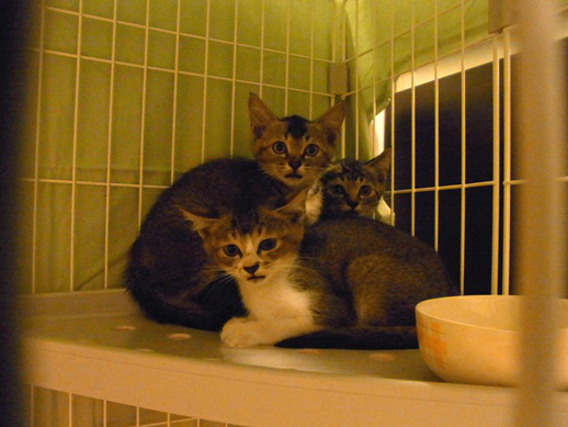 f:id:akiyochan15:20120808131802j:image