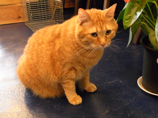 f:id:akiyochan15:20120827155708j:image