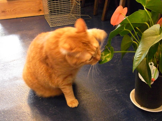 f:id:akiyochan15:20120827155828j:image